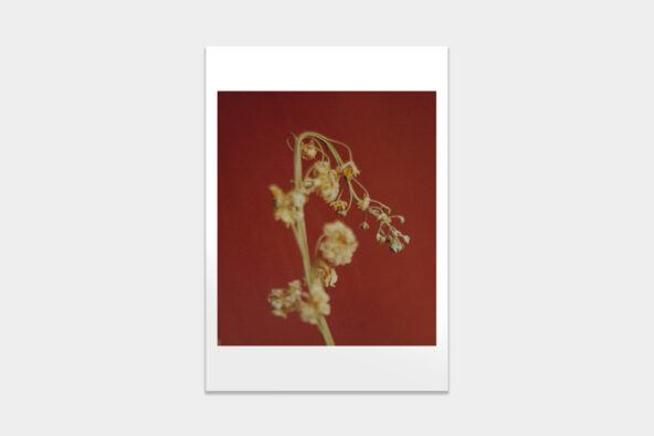 This_Orient_prints_charity_Daniel_Civetta_01